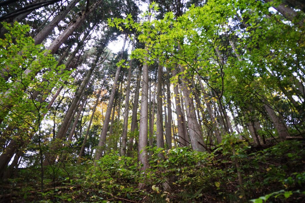 相続山林